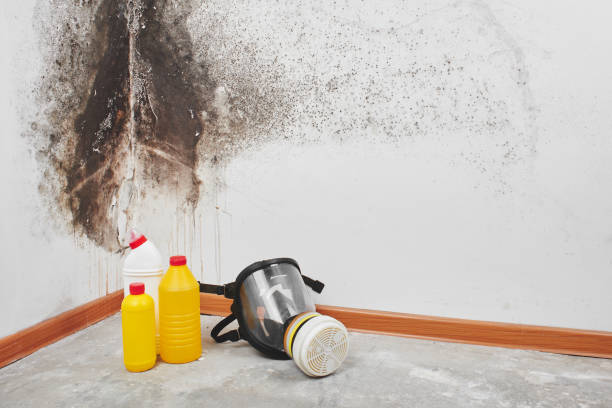 Mold Testing and Removal in Brookside, DE