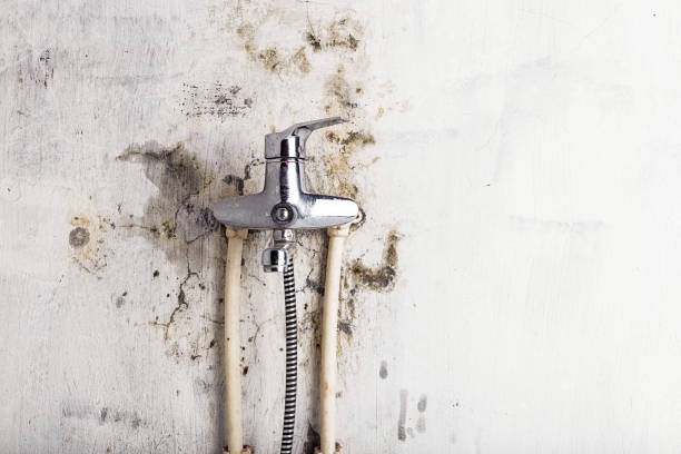 Best Mold Remediation  in Brooksi, DE