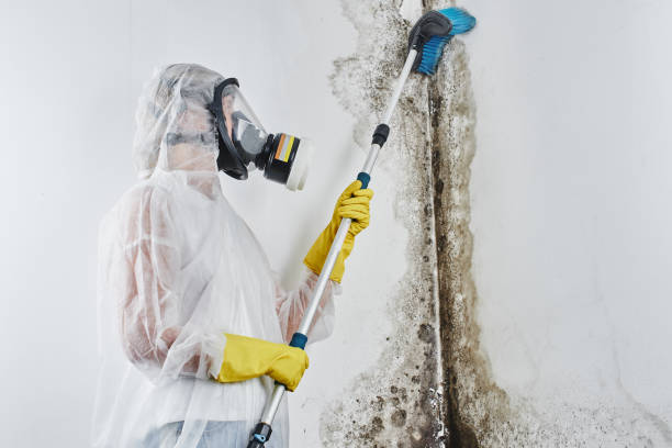 Best Mold Removal Process  in Brooksi, DE