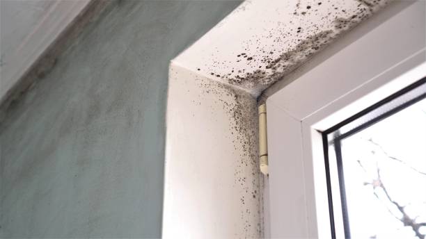 Best Home Mold Removal  in Brooksi, DE