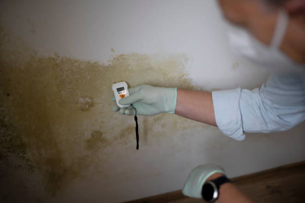 Best Mold Removal Specialists  in Brooksi, DE