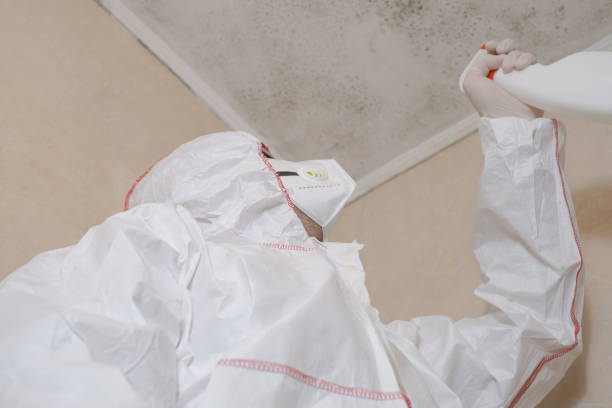 Best Affordable Mold Removal  in Brooksi, DE