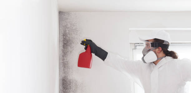 Best Best Mold Removal Companies  in Brooksi, DE