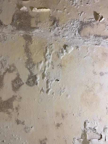 Best Local Mold Removal Service  in Brooksi, DE