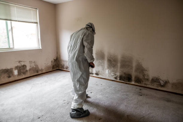 Best Emergency Mold Removal  in Brooksi, DE