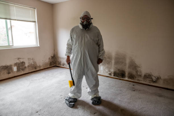 Best Mold Removal Company Near Me  in Brooksi, DE