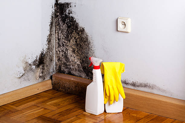 Best Same-Day Mold Removal  in Brooksi, DE
