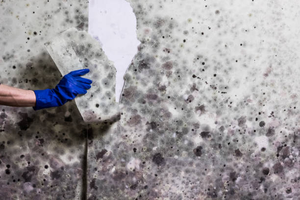 Best Mold Testing and Removal  in Brooksi, DE