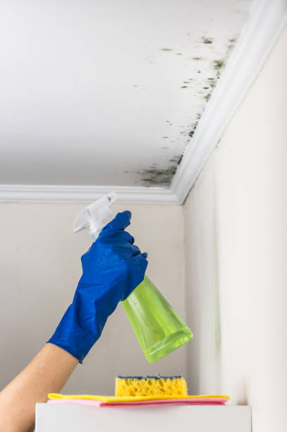 Best Fast Mold Removal  in Brooksi, DE